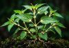 Do Plants Feel Stress? Understanding Plant Signaling and Responses Understanding Plant Signaling and Responses