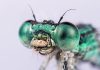 Does entomophobia or entomophilia create sustainable wealth? Entomophobia vs Entomophilia