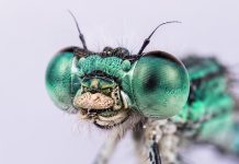 Does entomophobia or entomophilia create sustainable wealth? Entomophobia vs Entomophilia