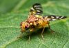 Fruit Fly Warfare: How Tephritid Biosecurity and IPM Shape Global Horticultural Trade Fruit Fly Biosecurity & IPM