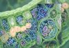Plant Endophytes: Nature’s Hidden Allies for Sustainable Agriculture Plant Endophytes: Nature’s Hidden Allies for Sustainable Agriculture