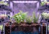 Biofortified Climate-Smart Crops: Enhancing Nutritional Security and Farmers’ Income for Human welfare Biofortified Climate-Smart Crops for Better Nutrition