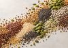 How Seed Startups Can Commercialize Public-Sector Varieties for Faster Business Growth Seed Startups Commercializing Public-Sector Varieties for Growth