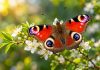 Insect Communication: The Fascinating Secret Language of the Insect World Insect Communication: Secrets of the Insect World