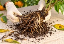 The Hidden Threat Beneath the Soil: Root Rot—An Emerging Challenge to Kinnow Orchards Root Rot in Kinnow Orchards: A Growing Threat